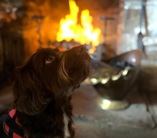 Mutley warming himself by the bar fire.